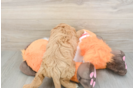 Energetic Cavoodle Poodle Mix Puppy