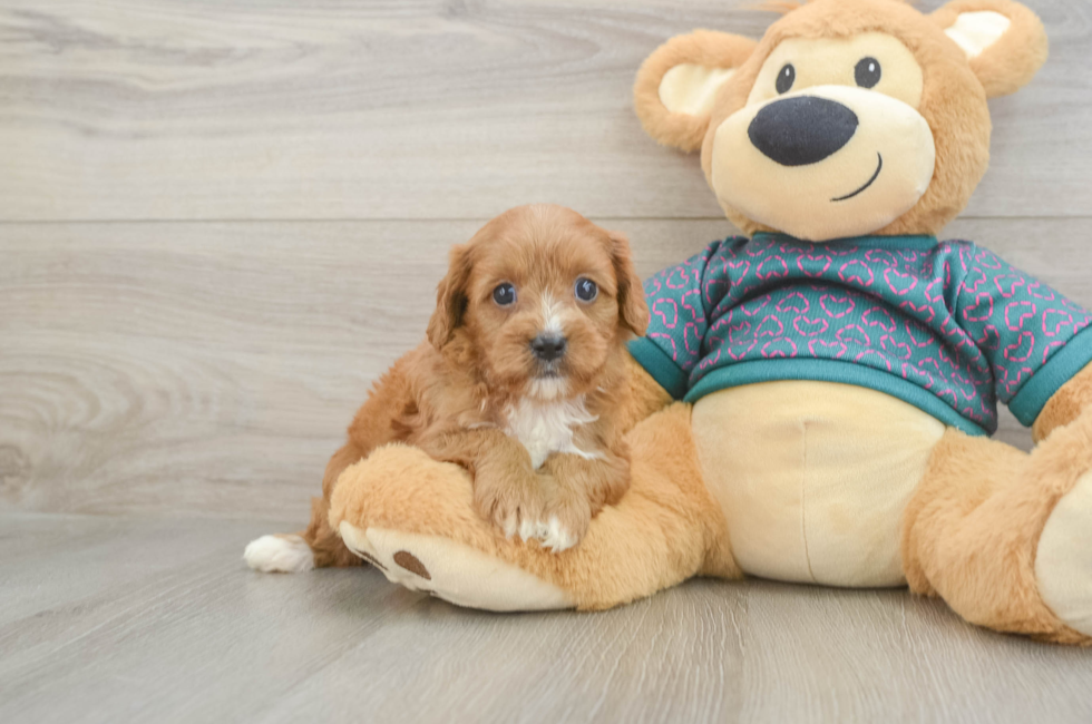 6 week old Cavapoo Puppy For Sale - Seaside Pups