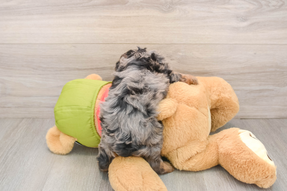 Little Cavipoo Poodle Mix Puppy