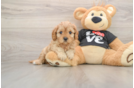 Cavapoo Pup Being Cute