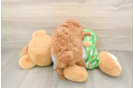 Petite Cavapoo Poodle Mix Pup