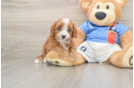 Adorable Cavalier King Charles Spaniel and Poodle Mix Poodle Mix Puppy