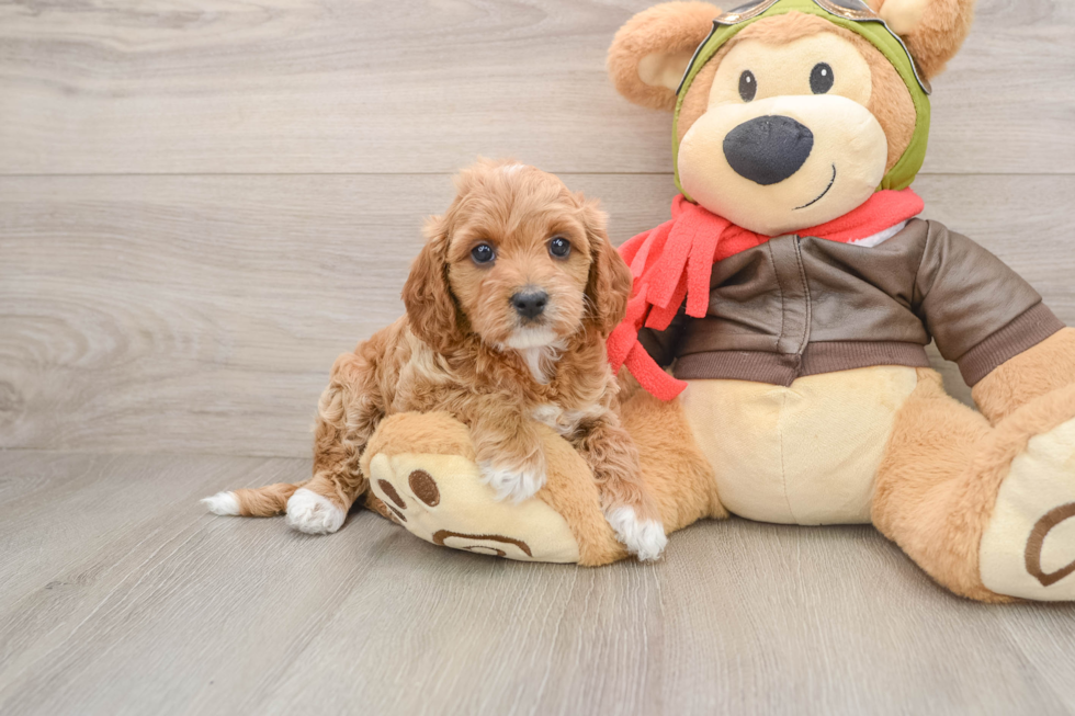 Popular Cavapoo Poodle Mix Pup