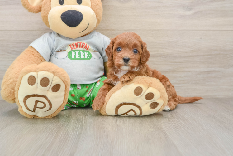 Playful Cavapoodle Poodle Mix Puppy