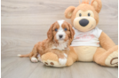Cavapoo Puppy for Adoption
