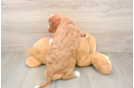 Smart Cavapoo Poodle Mix Pup