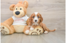 Best Cavapoo Baby