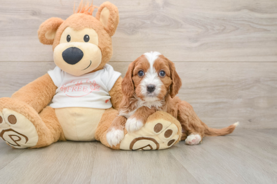 Best Cavapoo Baby