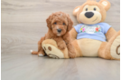 Little Cavipoo Poodle Mix Puppy