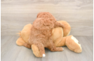 Best Cavapoo Baby
