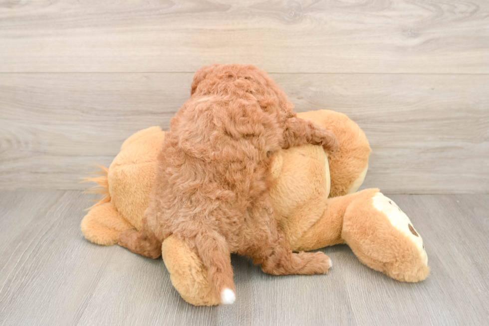 Best Cavapoo Baby