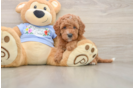 Best Cavapoo Baby