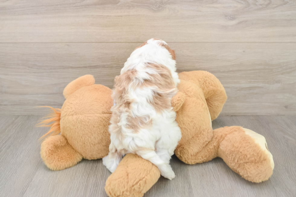Sweet Cavapoo Baby