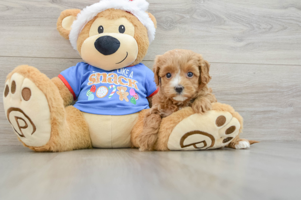 5 week old Cavapoo Puppy For Sale - Seaside Pups