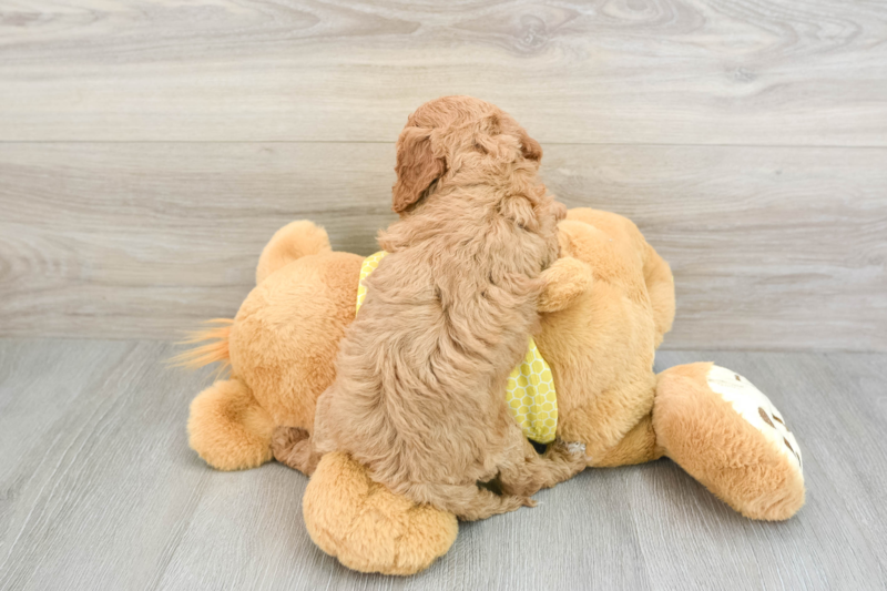 Meet Pocahontas - our Cavapoo Puppy Photo 2/5 - Seaside Pups