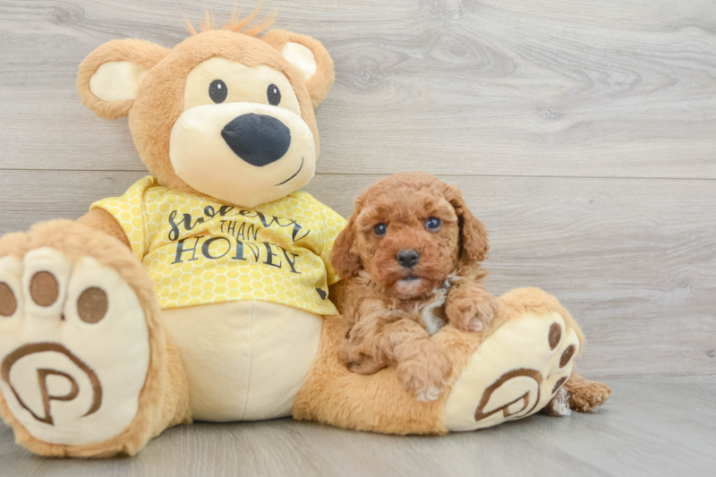Meet Pocahontas - our Cavapoo Puppy Photo 3/5 - Seaside Pups