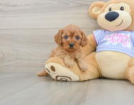 8 week old Cavapoo Puppy For Sale - Seaside Pups