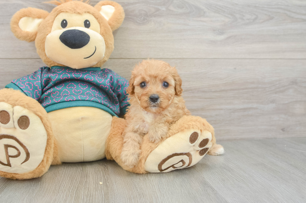 6 week old Cavapoo Puppy For Sale - Seaside Pups
