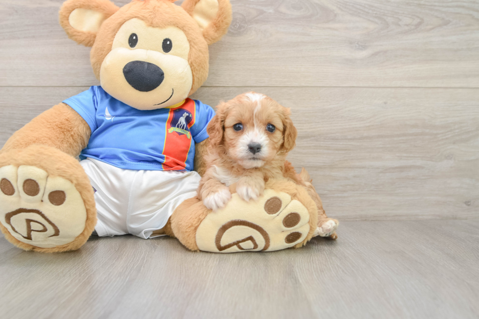 Best Cavapoo Baby