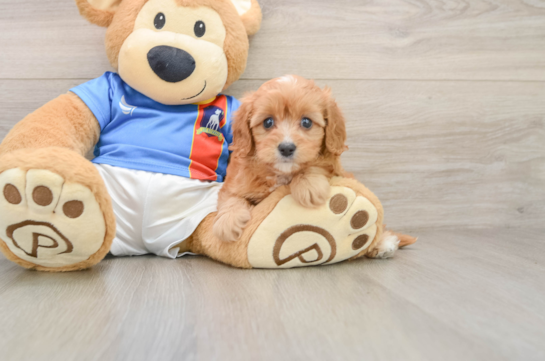 POCAHONTAS, a Cavapoo littermate