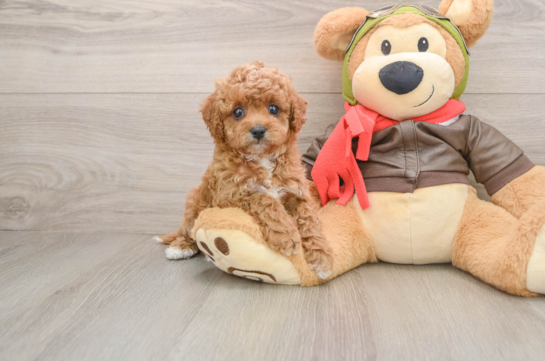Cavapoo Pup Being Cute