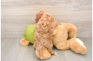 Best Cavapoo Baby