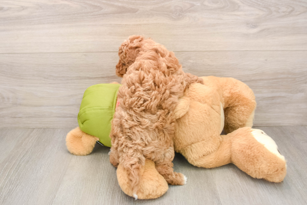 Best Cavapoo Baby