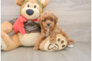 Cavapoo Pup Being Cute