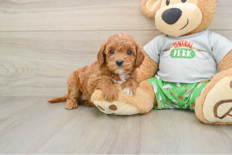 Cavapoo Puppy for Adoption