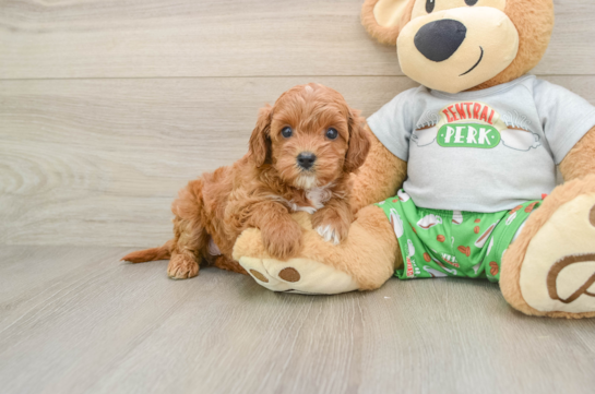 POCAHONTAS, a Cavapoo littermate