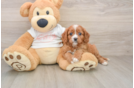 Adorable Cavalier King Charles Spaniel and Poodle Mix Poodle Mix Puppy
