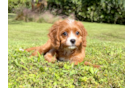 Best Cavapoo Baby