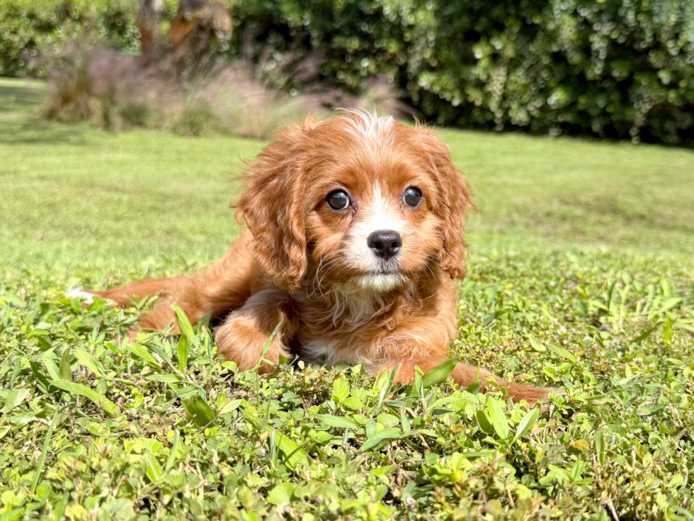 Best Cavapoo Baby