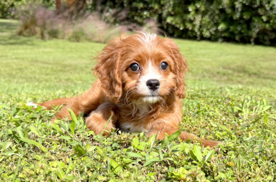Best Cavapoo Baby