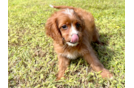 Cute Cavapoo Poodle Mix Pup