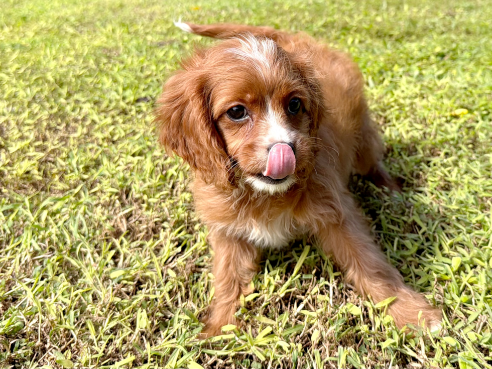 Cute Cavapoo Poodle Mix Pup