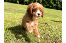 Cute Cavapoo Baby