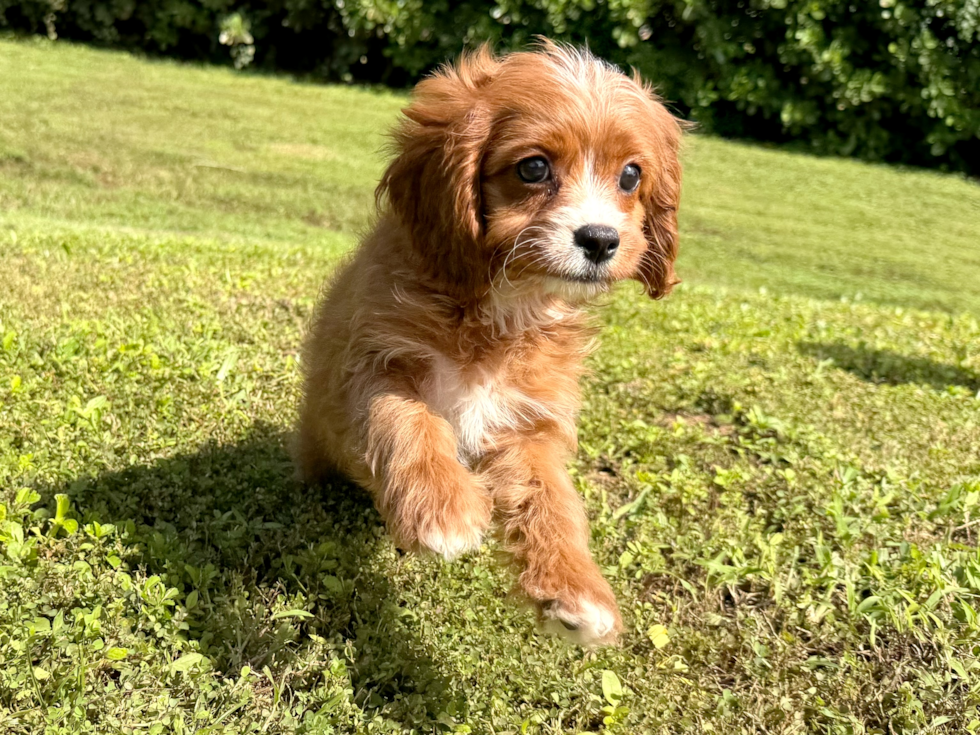 Cute Cavapoo Baby