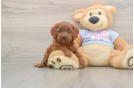 Friendly Cavapoo Baby