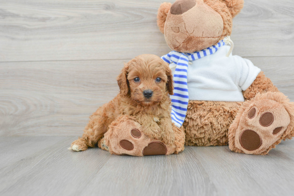 Best Cavapoo Baby