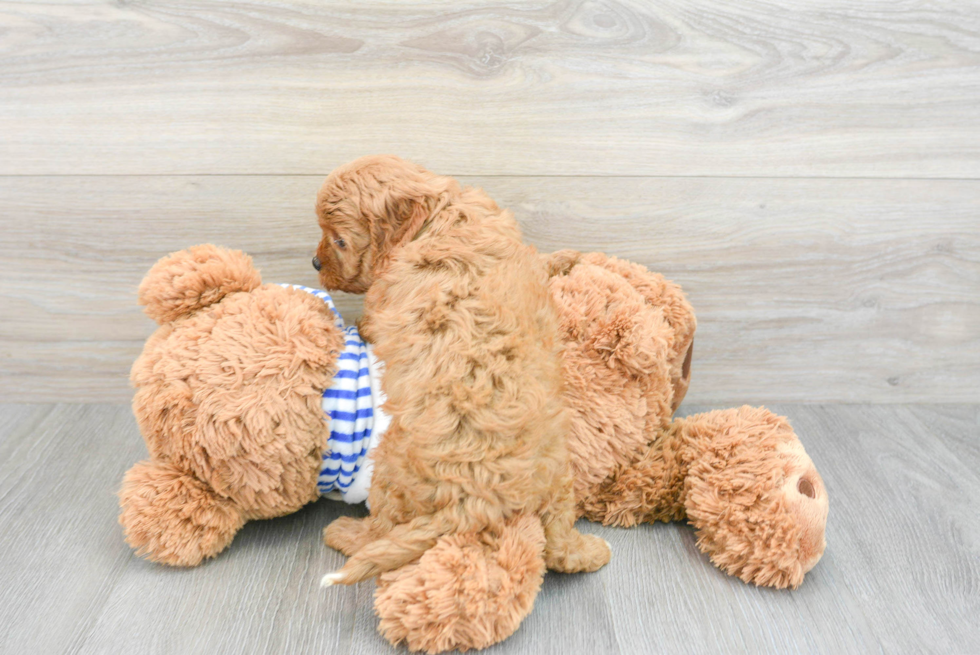 Playful Cavoodle Poodle Mix Puppy