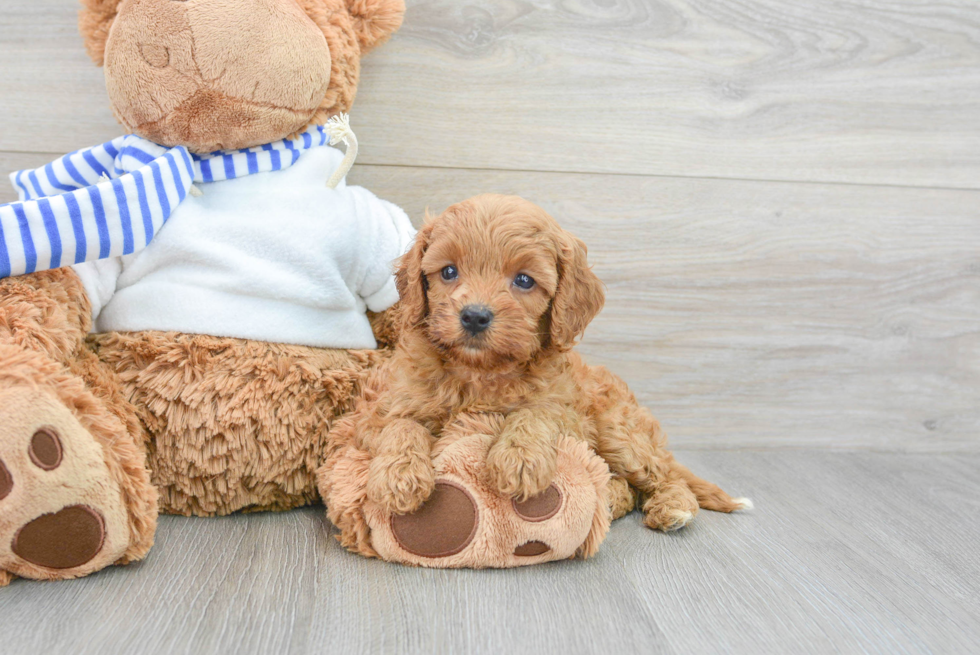 Small Cavapoo Baby