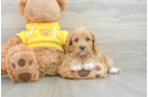 Cute Cavapoo Baby