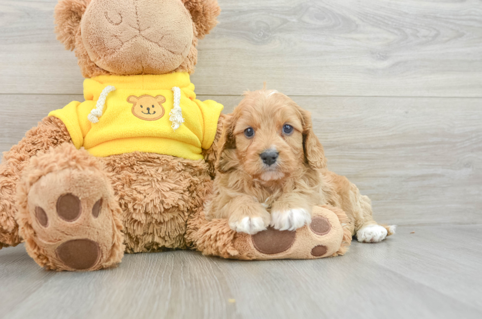 8 week old Cavapoo Puppy For Sale - Seaside Pups