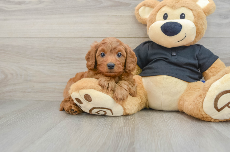 6 week old Cavapoo Puppy For Sale - Seaside Pups