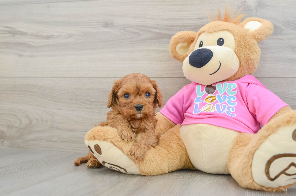 7 week old Cavapoo Puppy For Sale - Seaside Pups