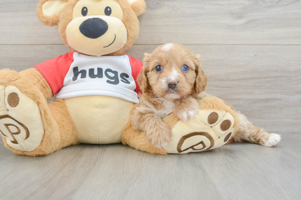 7 week old Cavapoo Puppy For Sale - Seaside Pups