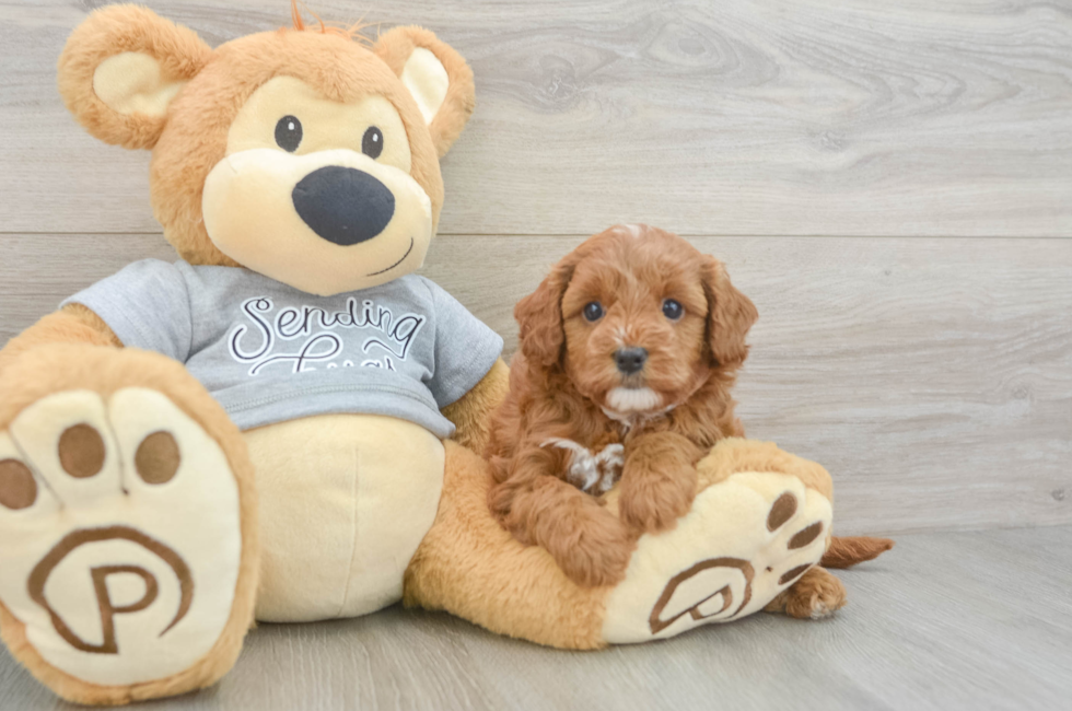6 week old Cavapoo Puppy For Sale - Seaside Pups