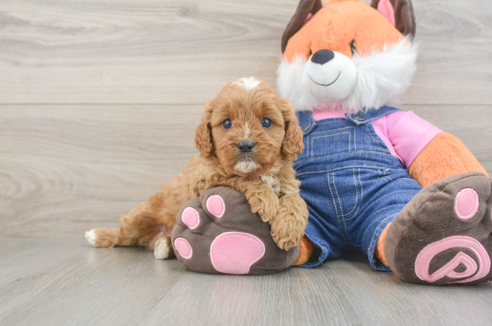 5 week old Cavapoo Puppy For Sale - Seaside Pups