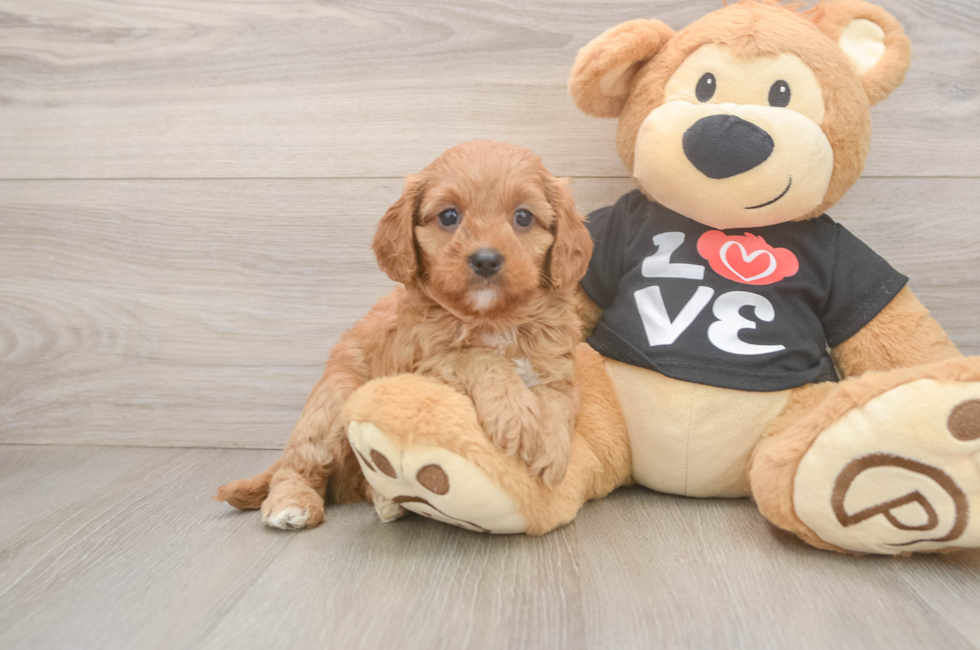 5 week old Cavapoo Puppy For Sale - Seaside Pups